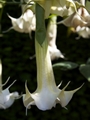 Brugmansia arborea Bieluń krzewiasty